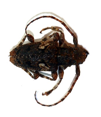 COLEOPTERA, CERAMBYCIDAE, AEGOMORPHUS CIRCUMFLEXUS aus MEXIKO