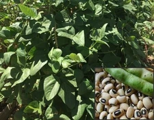Top Black-Eyed Pea Cowpea Seeds | White Field Pea Bean Fresh Vegetable Seed 2022
