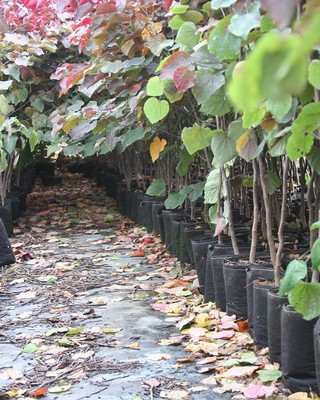 Pot - 80L - Géotextile beige - 20 gallon - Smart Pot original - Jardin Pot - 80L - Géotextile beige - 20 gallon - Smart Pot original - Jardin