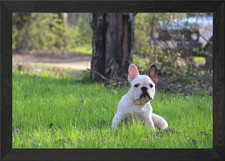 Cucciolo bulldog francese incorniciato poster arte da parete quadro stampa su tela