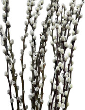 Dried Pussywillow Preserved Branches, 20 Stems, 27.5IN