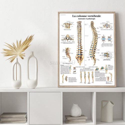 ANATOMICAL SPINAL COLUMN DIAGRAM HUMAN CHART SPINE ANATOMY PRINT POSTER HOT - Picture 2 of 12
