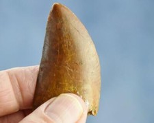 Large Carcharodontosaurus African T-rex Tooth 2.0