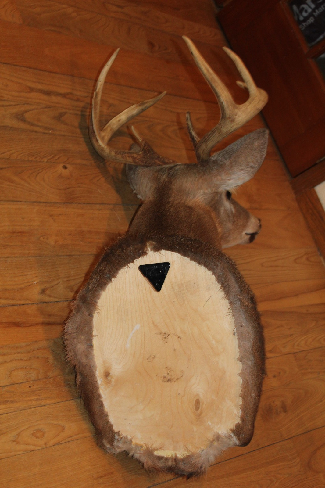 Whitetail Deer Head Shoulder Mount Taxidermy Cape Shed Antler Mule