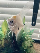 PB Blue KOI ANGELFISH Live Fish Sub Adult Breeding Size 4.5  OVERNIGHT SHIPPING