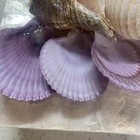 Shimmering Sea Shell Trinket or Jewelry Box With Decorative Shell Top — photo 10