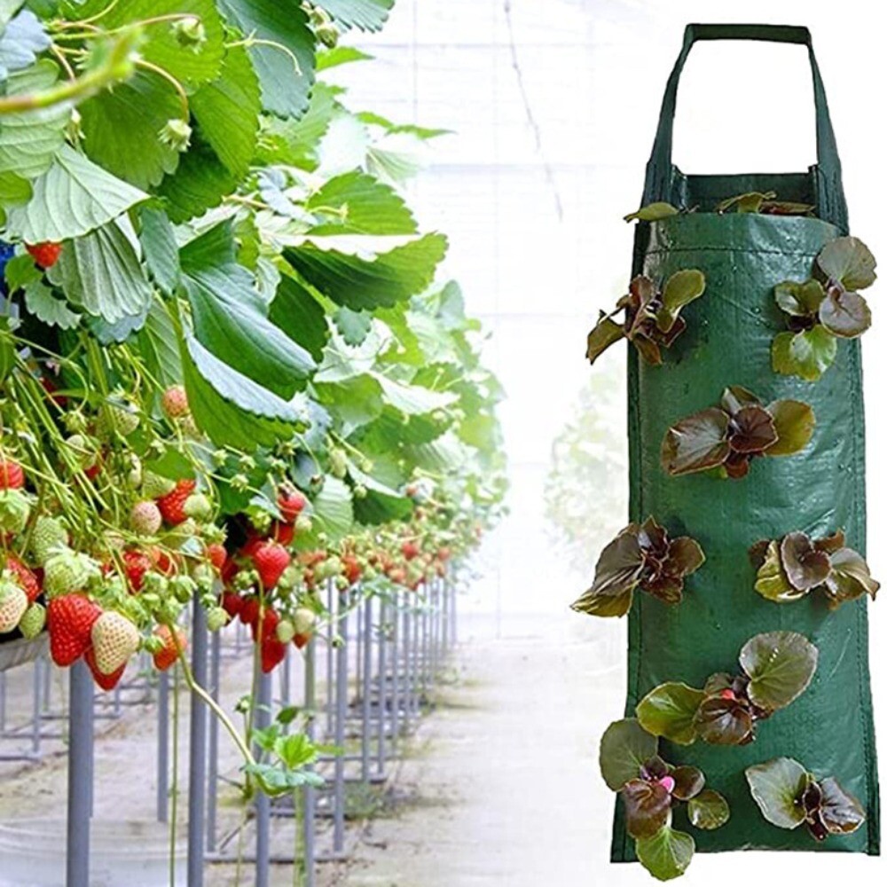15 Supporti Per Fragole TUZHE – Griglia Rimovibile In Plastica Verde – Aumenta Ventilazione E Luce – Per Fragole, Pomodori, Peperoni E Verdure Rampicanti
