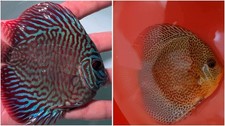 Pack of 2 Discus Fish 3.5 -3.75 - Live Fish Aquarium Overnight Shipping