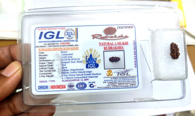 One mukhi rudraksha 1 face rudraksh Java Indonesia Origin Lab Certified
