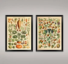 FRUIT AND VEGETABLE PRINTS: Vintage Millot Food Category Posters
