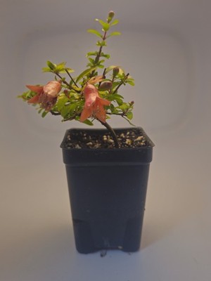 Dwarf Pomegranate Bonsai Prebonsai Tree Tropical In 3" Plastic Pot | eBay