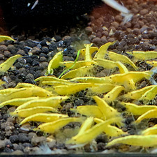Yellow Golden Back Shrimp 5 1 Neocaridina Shrimps