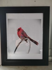 Northern Cardinal Picture Frame