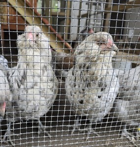 Splash /blue  Ameraucana  pure breed Chicken 12 Hatching eggs