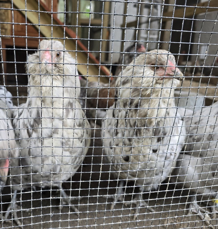 Splash /blue  Ameraucana  pure breed Chicken 12 Hatching eggs