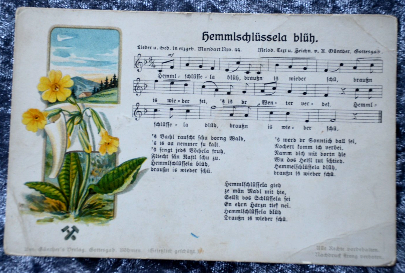 65771 postcard Hemmlkeya bloom Anton Günther No. 44