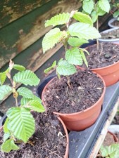 3x Hornbeam Carpinus Betulus Deciduous Bare Root Hedge Seedlings 15cm