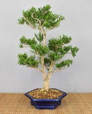 Bonsai Indoor, Chinesischer Buchsbaum (Buxus harlandii) 26036 | Bonsai-Müller