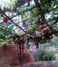 5 Superfruit GAC Seeds,MOMORDICA COCHINCHINENSIS SPRENG Spring Bitter Cucumber