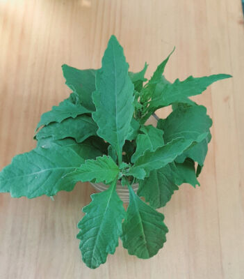 Dysphania Ambrosioides – Tè Dei Gesuiti, Epazote Pianta Biologica - Foto 6