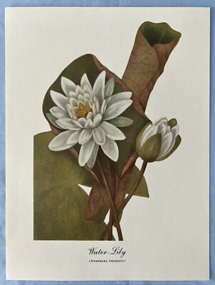 Set Of 2 Water Lily Wild Flowers Of North America Prints