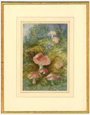 20th Century Watercolour - Wild Mushrooms