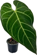 Anthurium Regale by LEAL PLANTS ECUADOR Green Live House Plant for Indoors