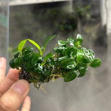 Anubias Nana Petite Sing on Nutripad