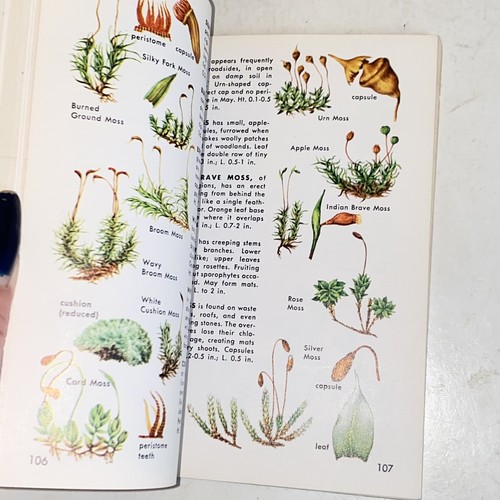 1967 Non-Flowering Plants A Golden Nature Guide Mushrooms Ferns Mosses - Picture 10 of 17