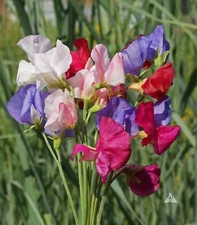 SWEET PEA MAMMOTH Flower Mix Lathyrus Fragrant 5' Tall Vine Non-GMO 40 Seeds!