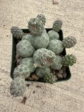 Tephrocactus geometricus Snow Ball 20 Heads!!
