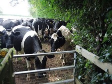 Photo A2 Another welcoming committee Upper Stanton Drew How often does t c2021