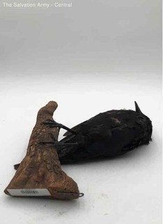 Mounted Black Raven Taxidermy Display On Natural Wood Base Decorative