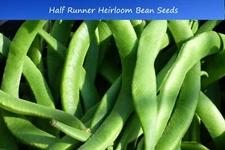 Bean Seed- White Half Runner Green Bean- 100 Heirloom  vegetable