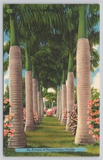 Vintage Linen Postcard An Avenue of Royal Palms Florida Scenic View
