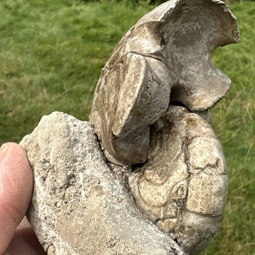 Fossil Nautilus (Aturia) - Boujdour, Marokko - Bild 9 von 13