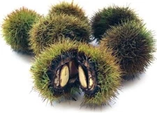 Japanese Silverleaf Chestnut Tree Seeds - Prolific Yielder - Castanea crenata
