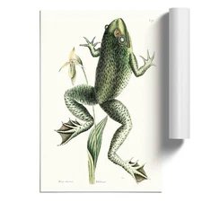 Bull Frog Flowers Floral Vintage Mark Catesby Unframed Wall Art Poster Print