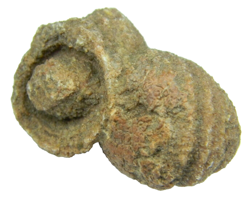 Stromatolite Fossil Morocco Medium 39.21 grams - Picture 2 of 5