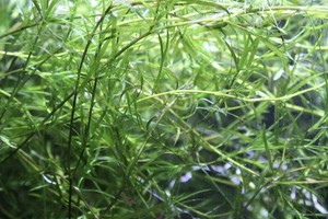 GUPPY GRASS Najas Guadelupensis live freshwater aquarium plants