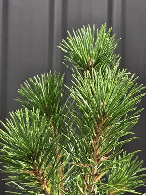 Japanese Black Pine Bonsai Starter EXPRESS POST - image 1 of 4