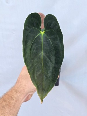 Anthurium Papillilaminum x open (A101)