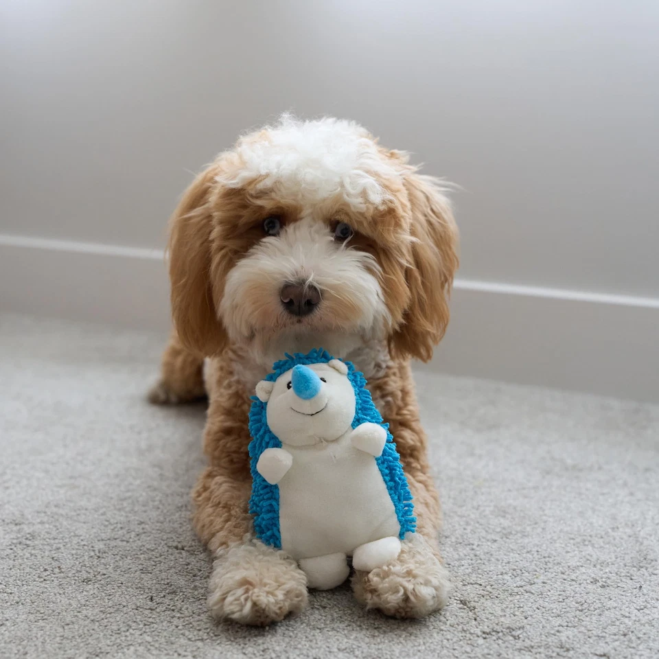 SPOT Gigglers Hedgehog Dog Toy with Giggle Sound | Textured, Plush Shake and - Image 4 of 4