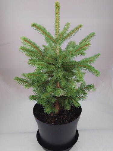 Real, Living Blue Spruce Christmas Tree 2-3ft (60-90cm) - Picture 2 of 5