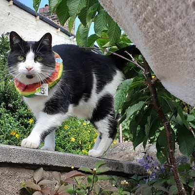 BIRD SAVER Collars SAVE BIRDS Hi Viz SALE!!! OFFERS