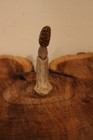 Carved Yellow Morel Mushroom from a Whitetail Spike Antler — photo 2