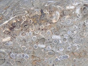 LARGE ANCIENT FOSSIL ROCK--UNIQUE & ONE OF A KIND--FROM KERN COUNTY, CALIFORNIA
