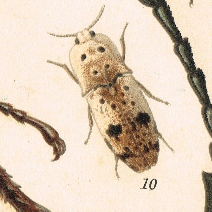 BEETLES BEETLE  1898 Antique Vintage Original  Print Coleoptera coleopterology