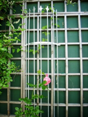 Neu Rankgitter Rosengitter Rosenhalter, Wandrankgitter