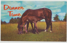 HORSE POSTCARD Bay or Chestnut Mare & Foal C 1950s 1960s